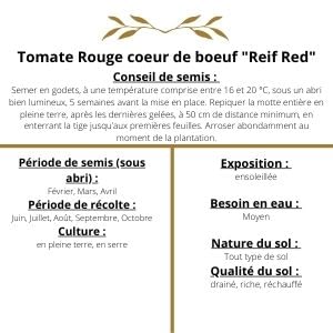 Tomate Rouge coeur de boeuf "Reif Red"