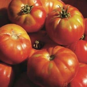 Tomate Rouge précoce "altajsky Urozajnij"