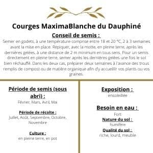 Courges Maxima Blanche du Dauphiné