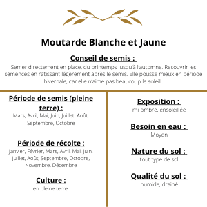 Culture Moutarde Blanche et Jaune