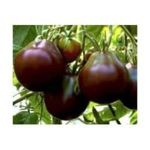 Tomates noire black pear