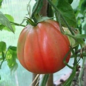 tomate rouge coeur de boeuf de nice